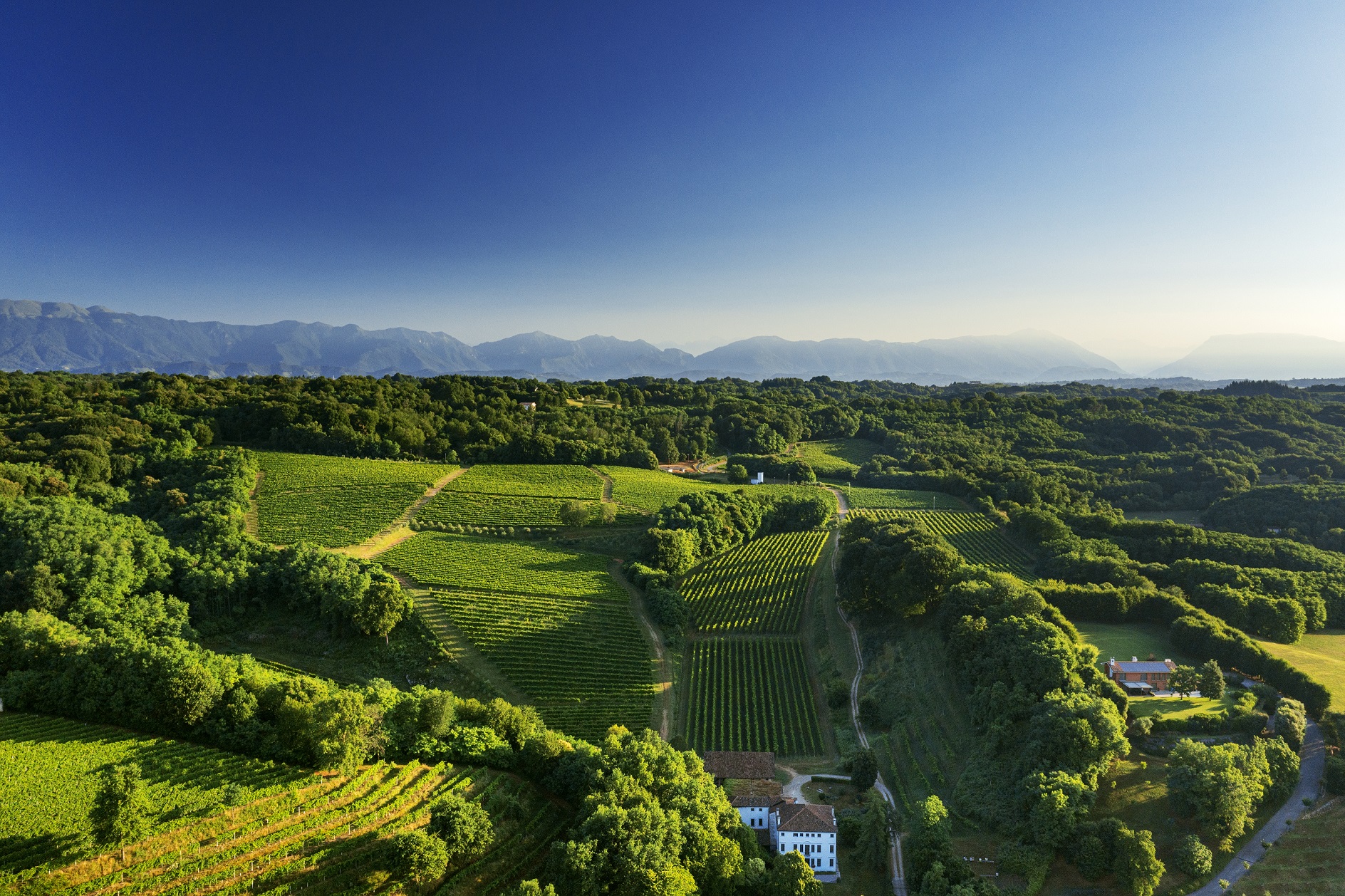 LOREDAN GASPARINI: BOLLICINE INDIGENE